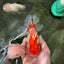 Red White Oranda Female 5 inches #110124OR_04