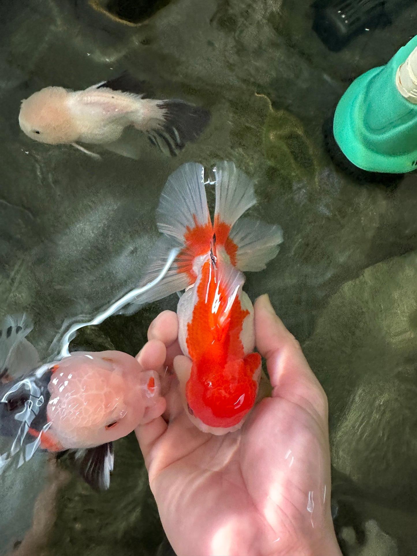 Red White Oranda Female 5 inches #110124OR_04