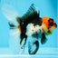 A Grade Tricolor Lava Head Oranda Female 5.5 inches #0927OR_30