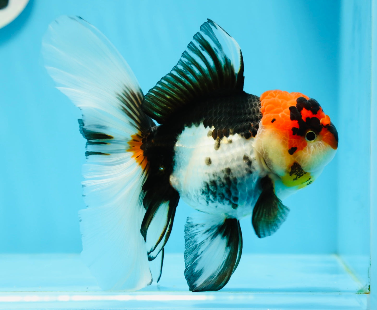 A Grade Tricolor Lava Head Oranda Female 5.5 inches #0927OR_30