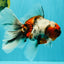 Calico Oranda Male 6.5-7 inches #071026OR_31