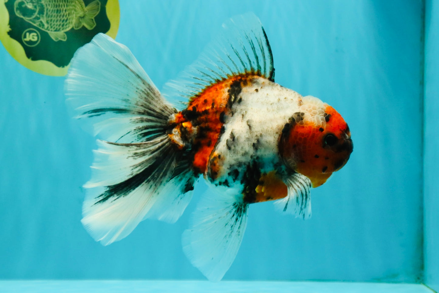 Calico Oranda Male 6.5-7 inches #071026OR_31