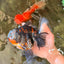 AAA Grade Special Sanke Calico Oranda Female 7 inches #071726OR_04