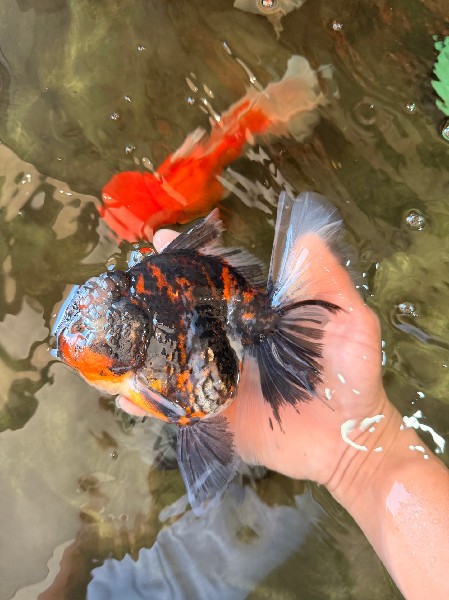 AAA Grade Special Sanke Calico Oranda Female 7 inches #071726OR_04