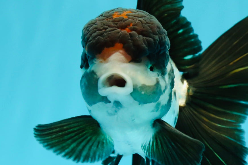 Oranda macho tricolor de grado AAA de 5 pulgadas n.° 0517OR_06