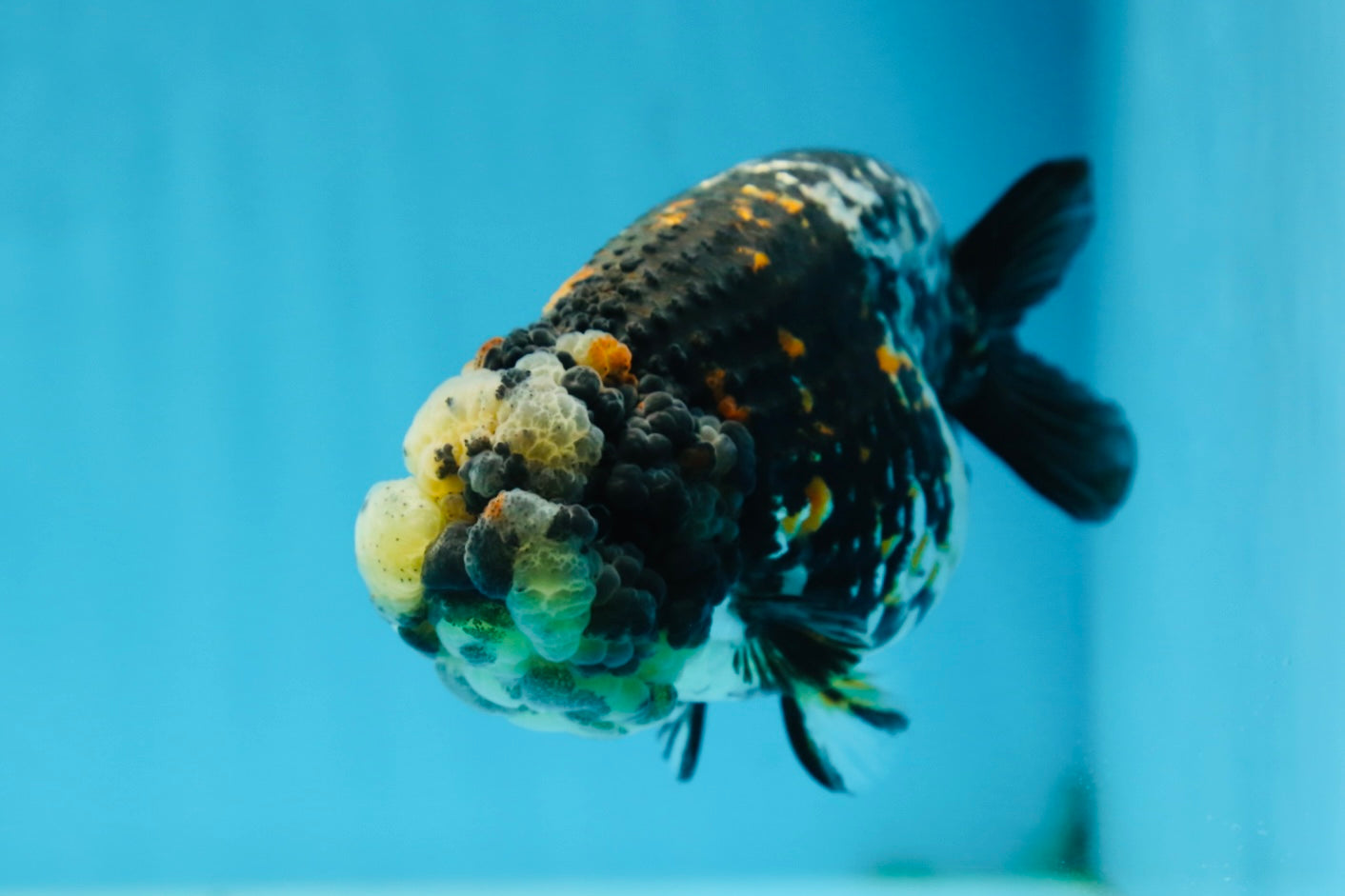 AAA Grade Special Tricolor Tiger LionQueen 4.5-5 inches #080125LC_18