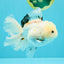 White Oranda Female 6-6.5 inches #032026OR_05