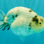 AAA Grade White Tiger Blue Base Ranchu Female 4.5 inches #062626RC_10