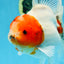 AAA Grade CHUNKY Sakura Oranda Female 6-6.5 inches #080825OR_15