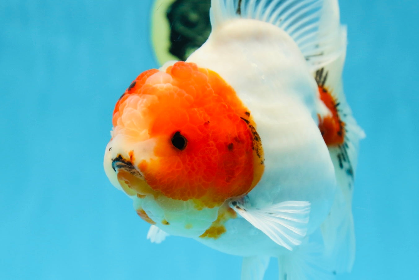 AAA Grade CHUNKY Sakura Oranda Female 6-6.5 inches #080825OR_15