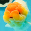 AAA Grade Red White Buffalo Ranchu Female 6 inches #0322LC_09