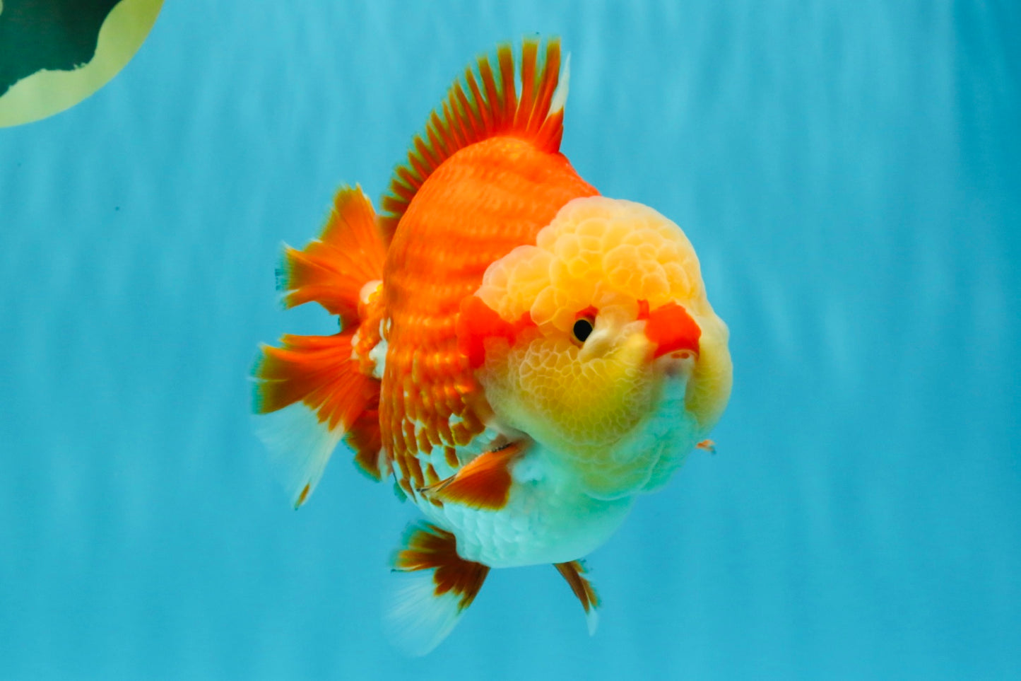 SUPER CUTE AAA Grade Godzilla Red White Yuanbao Male 6 inches #022726YB_02