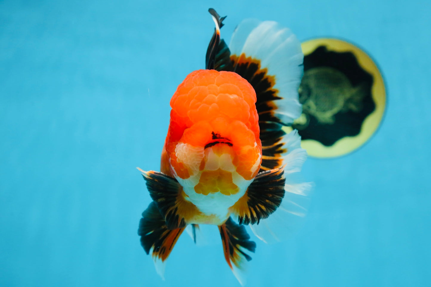 AAA Grade Young Godzilla Apache Oranda Male 6 inches #081525OR_09