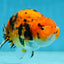 A Grade Tiger Ranchu Male 5 inches #062725LC_04