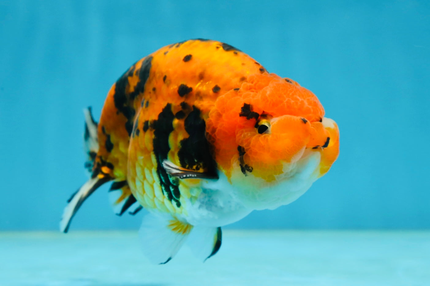 A Grade Tiger Ranchu Male 5 inches #062725LC_04