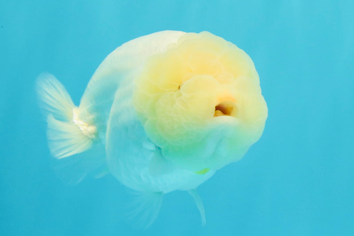 A Grade White LionQueen 4-4.5 inches #030626LC_04