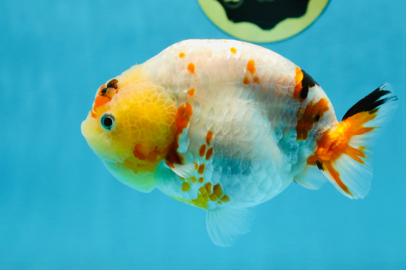 AAA Grade Tricolor Milk Cow Ranchu Female 5 inches #101025RC_15