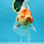 AAA Grade CHUNKY Sakura Oranda Female 6-6.5 inches #080825OR_15