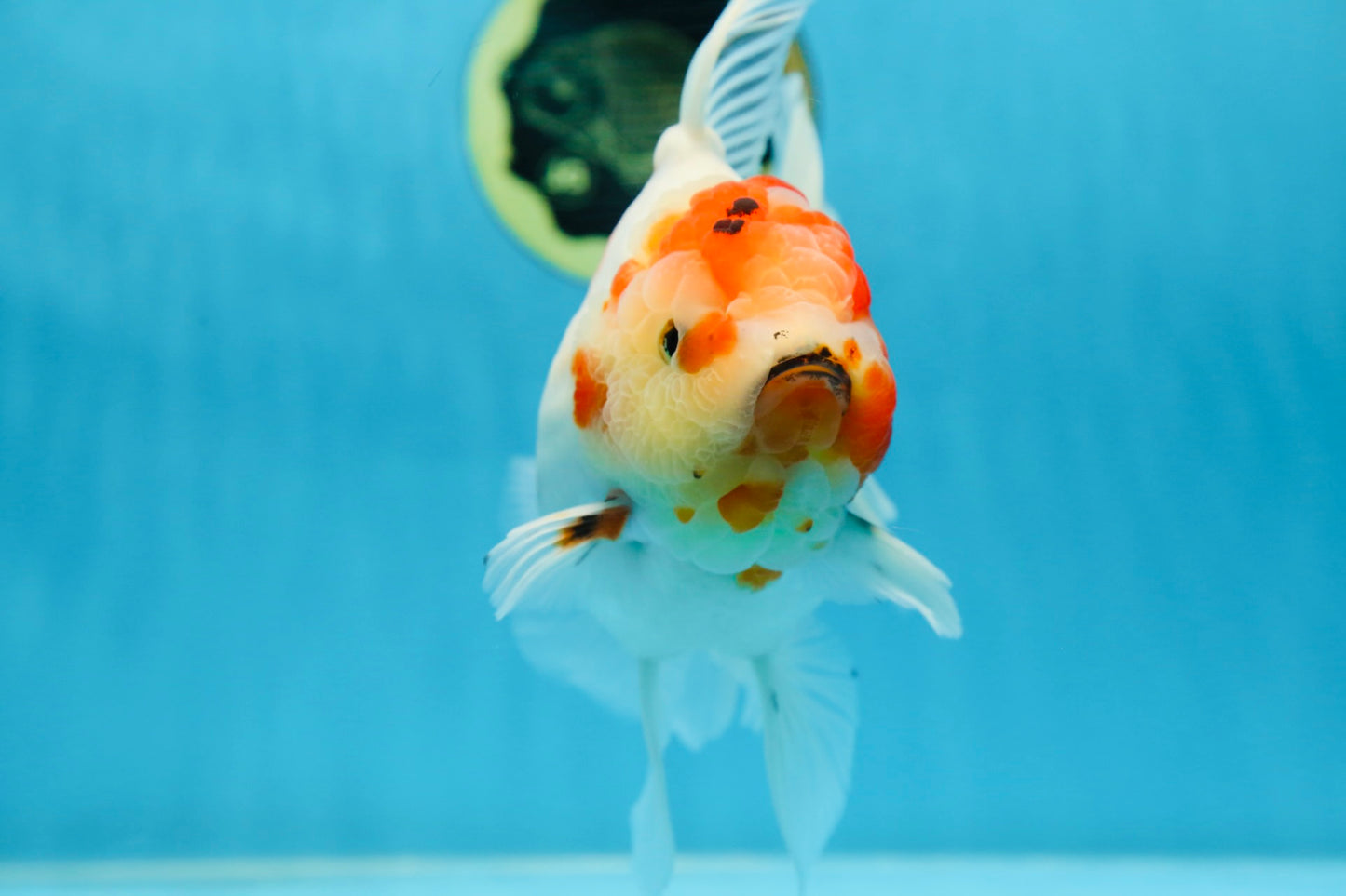 AAA Grade CHUNKY Sakura Oranda Female 6-6.5 inches #080825OR_15