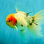 A Grade Sakura Oranda Male 7 inches #080726OR_18