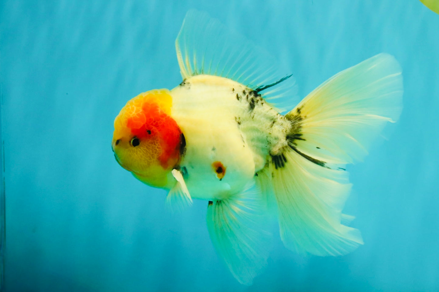 A Grade Sakura Oranda Male 7 inches #080726OR_18