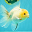 BEAUTY AAA Grade Sakura Oranda Male 6.5 inches #081426OR_03