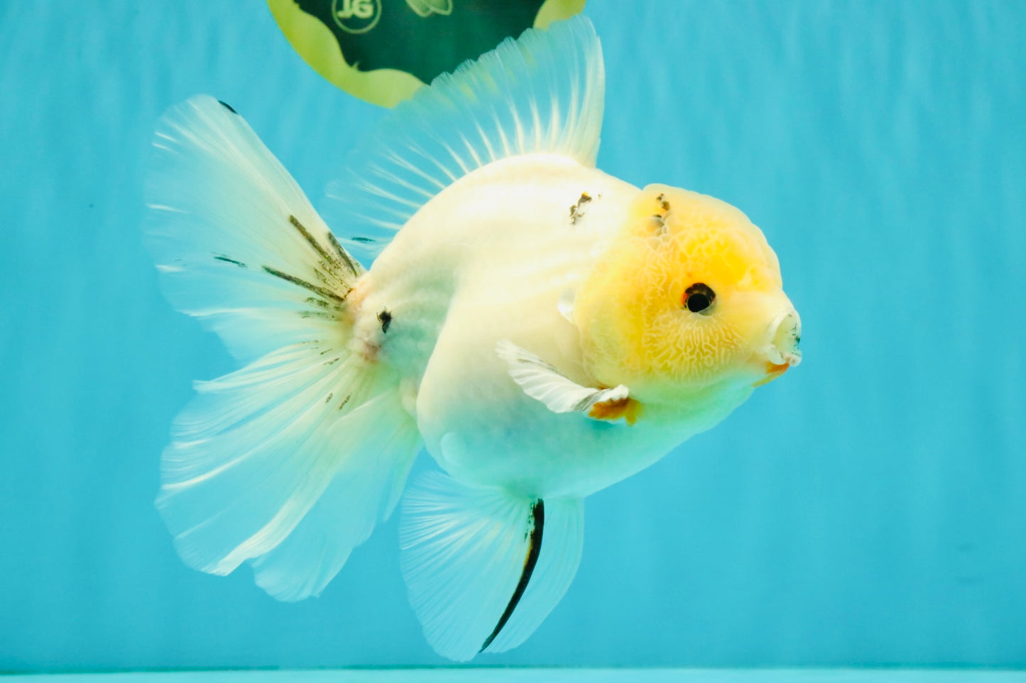 BEAUTY AAA Grade Sakura Oranda Male 6.5 inches #081426OR_03