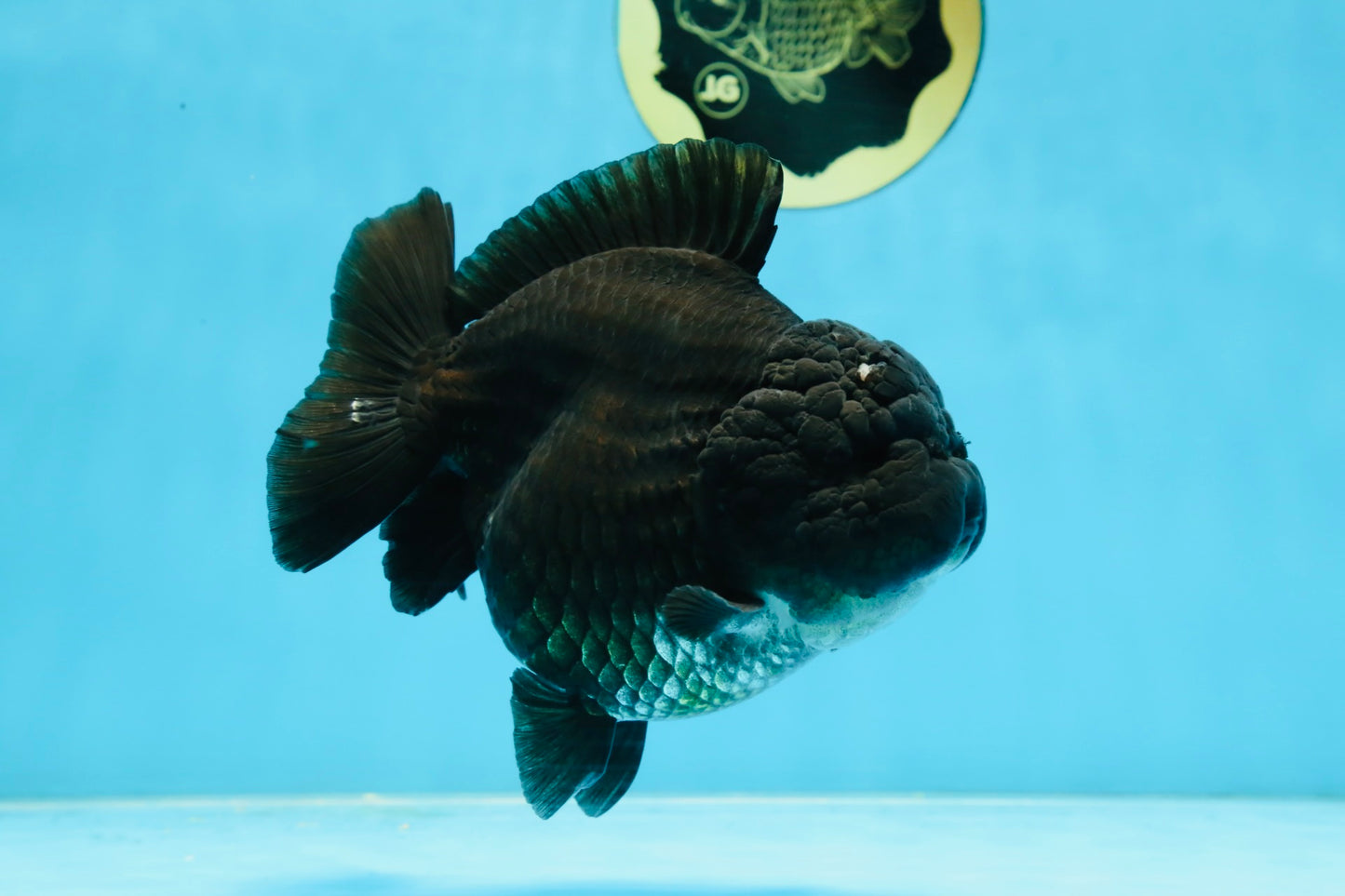 AAA Grade Godzilla Black Yuanbao Female 5 inches #101025YB_22