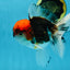 A Grade Tricolor Oranda Male 5.5 inches #060625OR_19