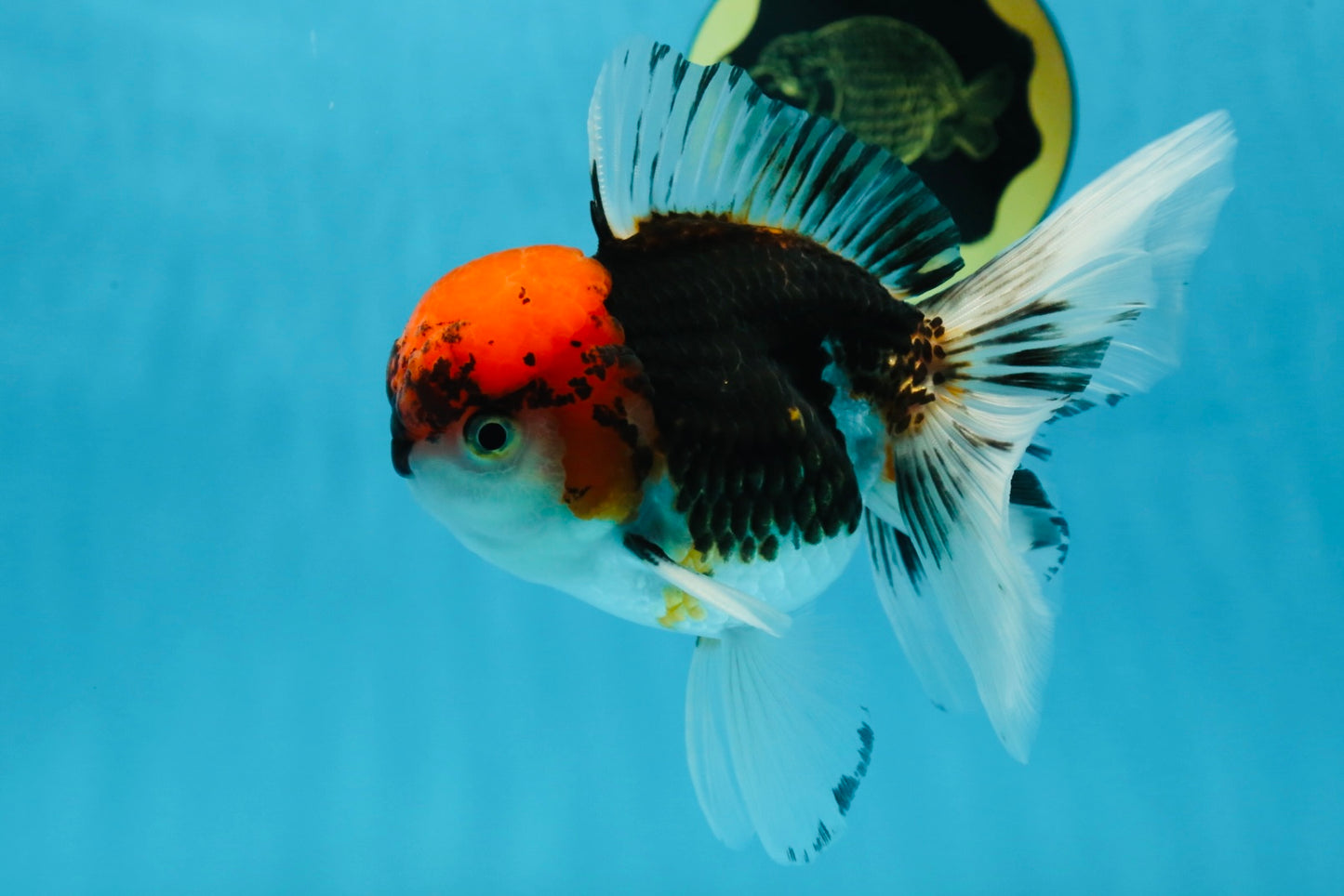 A Grade Tricolor Oranda Male 5.5 inches #060625OR_19