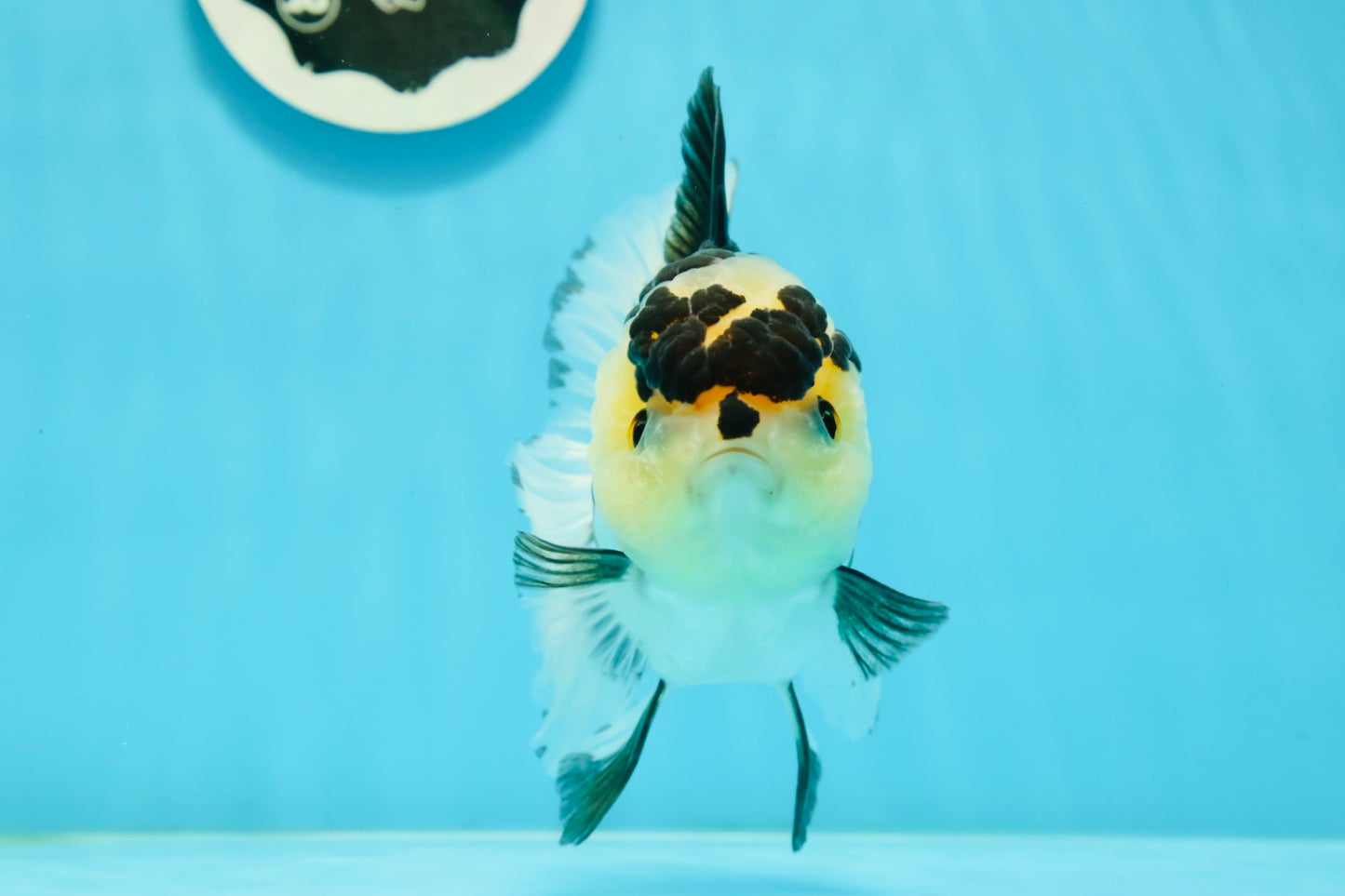 AAA Grade Panda Oranda Female 5.5 inches #1004OR_33