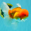 Red White Oranda Male 6 inches #082126OR_09