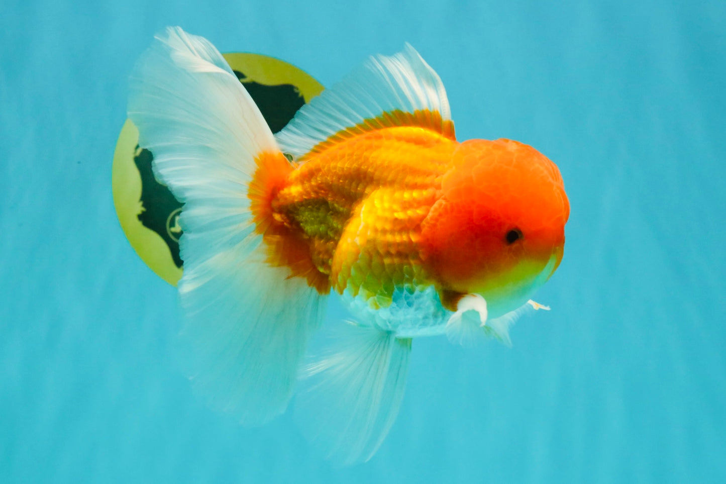 Red White Oranda Male 6 inches #082126OR_09