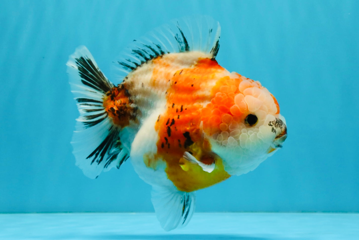 A Grade Sakura Yuanbao Female 5.5 inches #041026YB_24