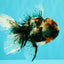 A Grade Real Calico Oranda Male 5.5 inches #062626OR_32