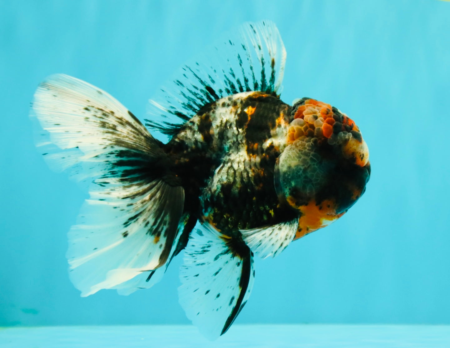 A Grade Real Calico Oranda Male 5.5 inches #062626OR_32