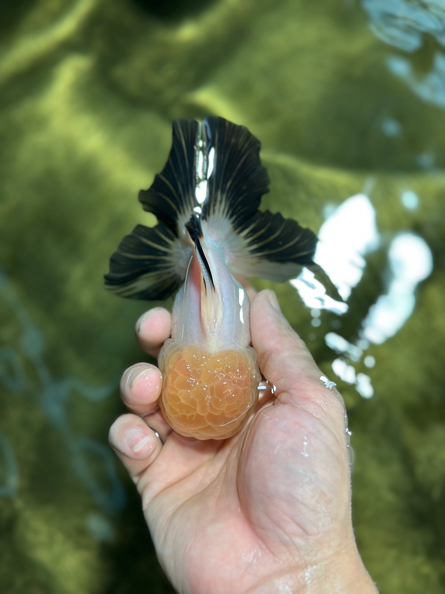 A Grade Lemonhead Oranda Male 5 inches #120624OR_08