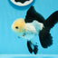 AAA Grade Panda Button Eyes Oranda Male 5 inches #0913OR_08