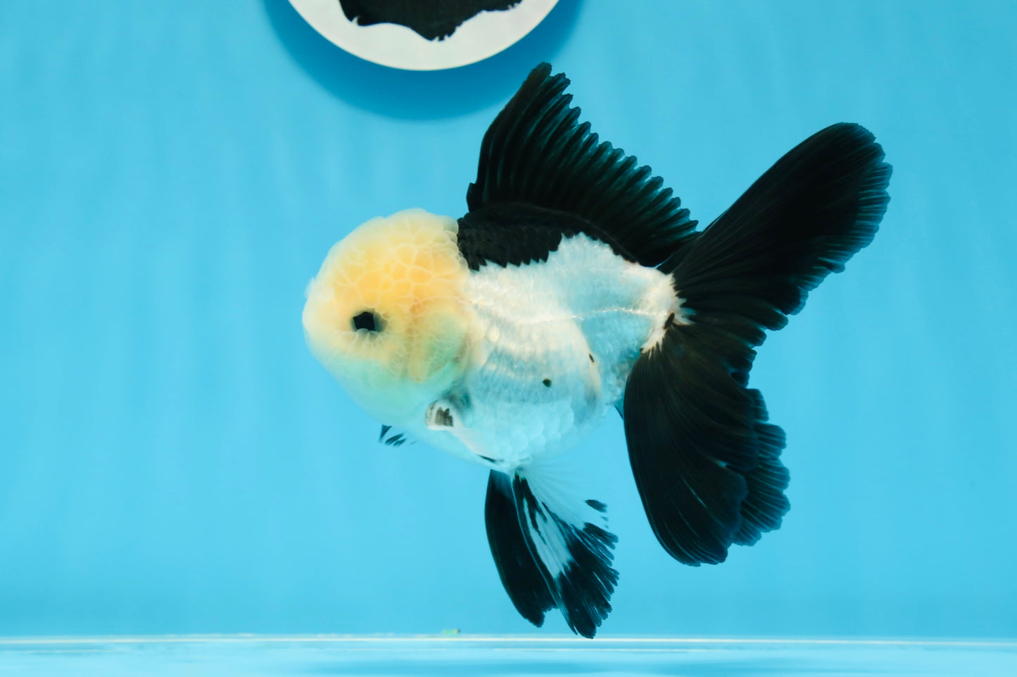 AAA Grade Panda Button Eyes Oranda Male 5 inches #0913OR_08