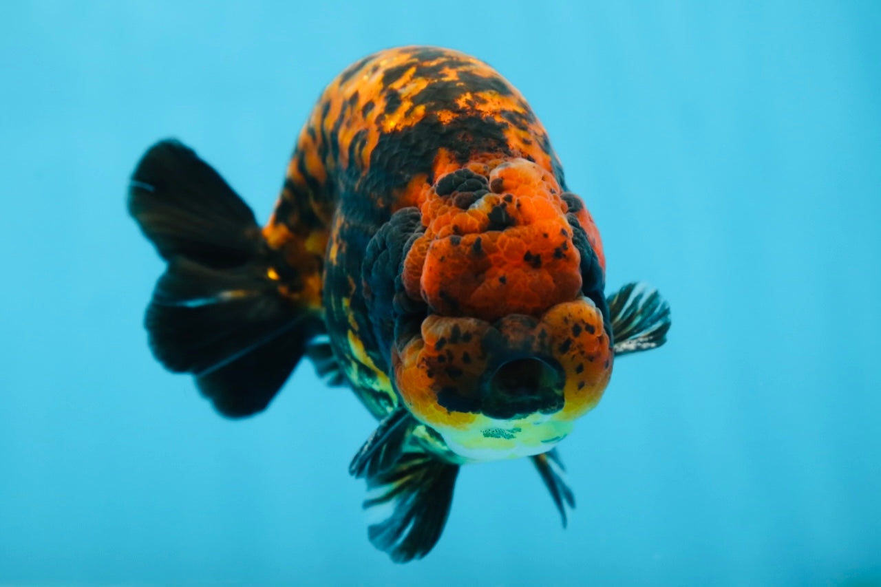 AAA Grade Tiger LionKing 5 inches #081525LC_02