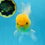 A Grade LIPSTICK Lemonhead Oranda Male 5-5.5  inches #082225OR_17