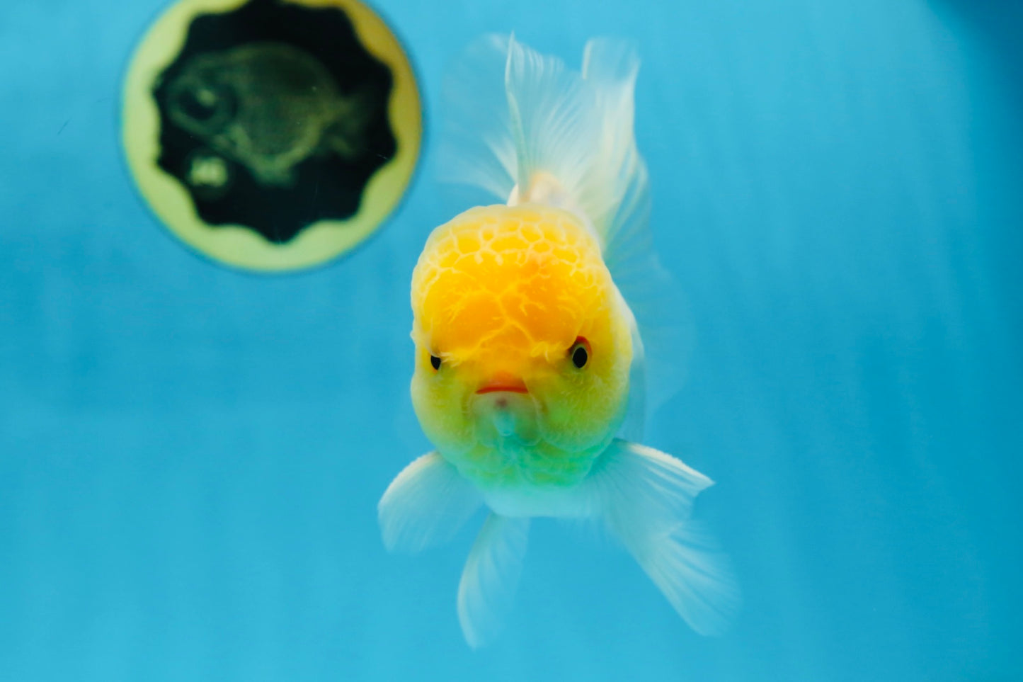 A Grade LIPSTICK Lemonhead Oranda Male 5-5.5  inches #082225OR_17