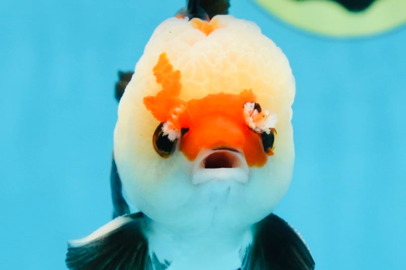 A Grade Adorable Pompom Tricolor Yuanbao Male 4-4.5 inches #071125YB_19