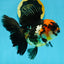 A Grade Tricolor Oranda Female 5-5.5 inches #120624OR_13