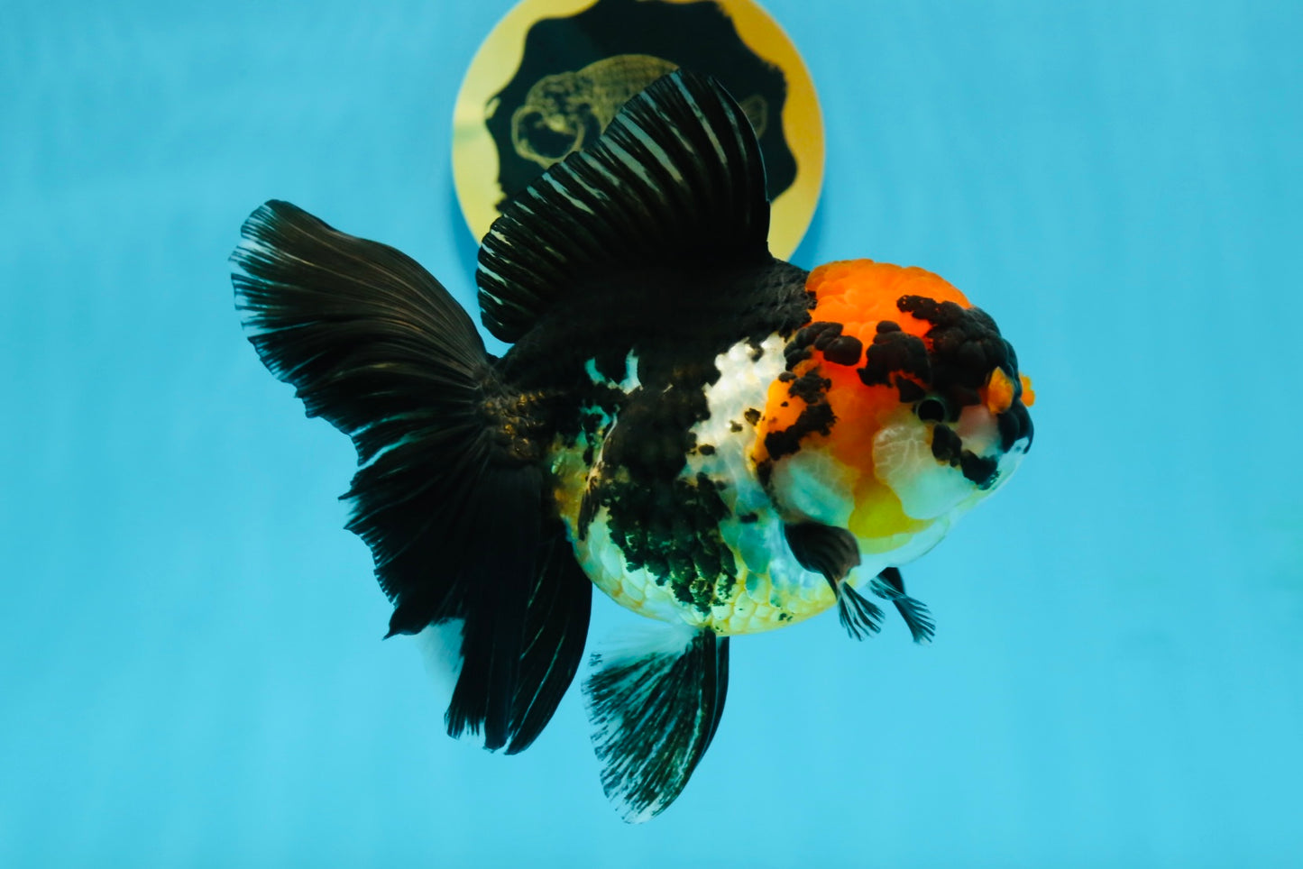 A Grade Tricolor Oranda Female 5-5.5 inches #120624OR_13