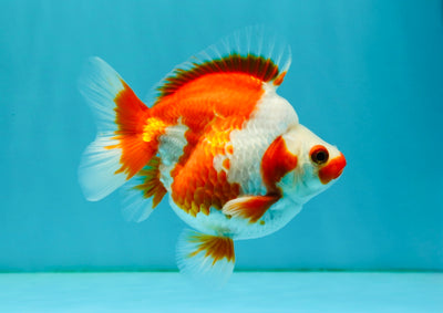 SPECIAL AAA Grade Red White Ryukin Female 4-4.5 inches #042426RK_03