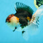 AAA Grade Tricolor Oranda Male 5 inches #080125OR_31