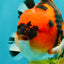 CHARLIE AAA Grade Tiger Yuanbao Male 5 inches #100226YB_03
