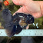 A Grade Black Oranda Male 5.5-6 inches #102326OR_11