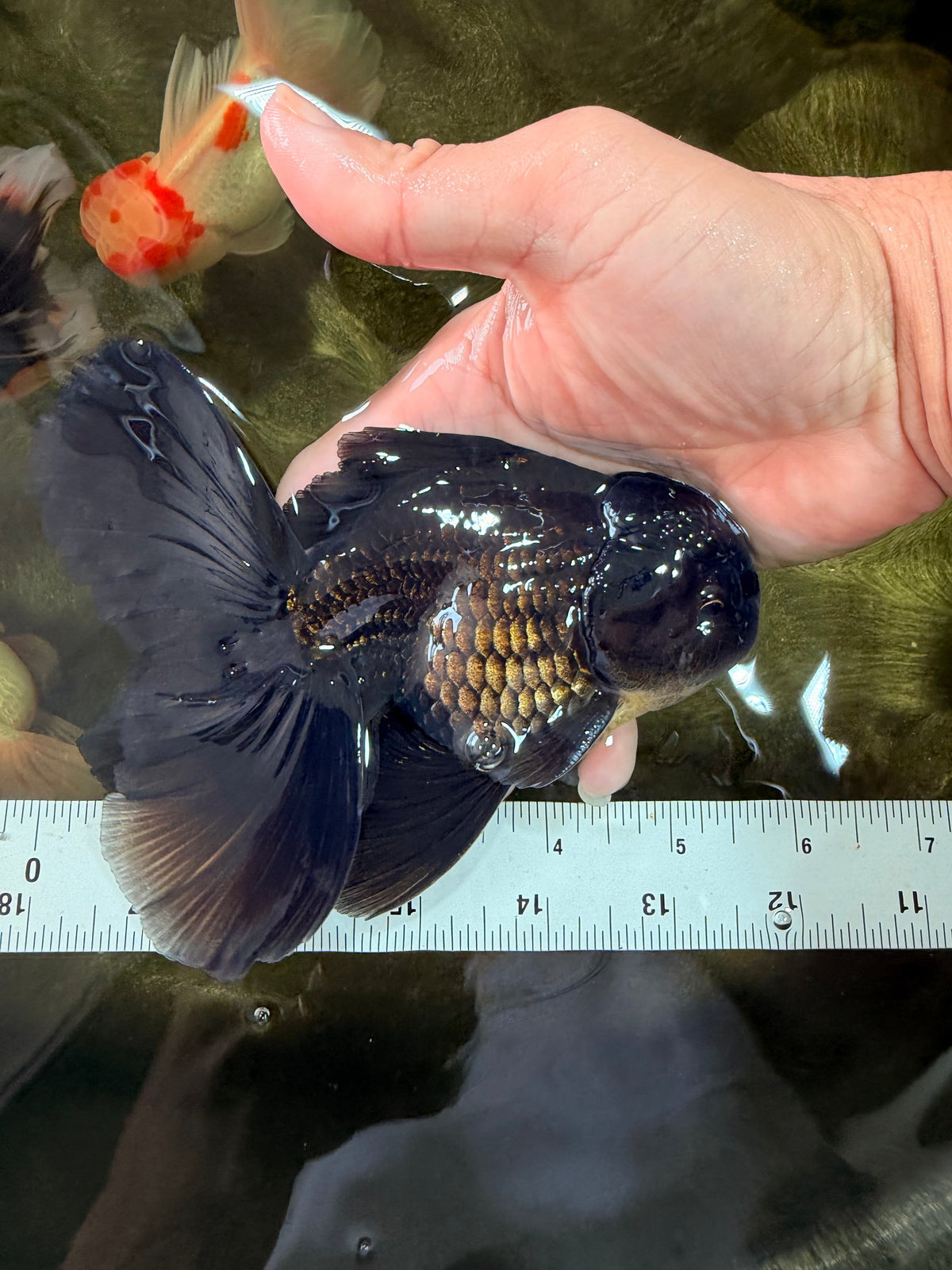 A Grade Black Oranda Male 5.5-6 inches #102326OR_11